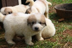 IMG_1993 (Small)