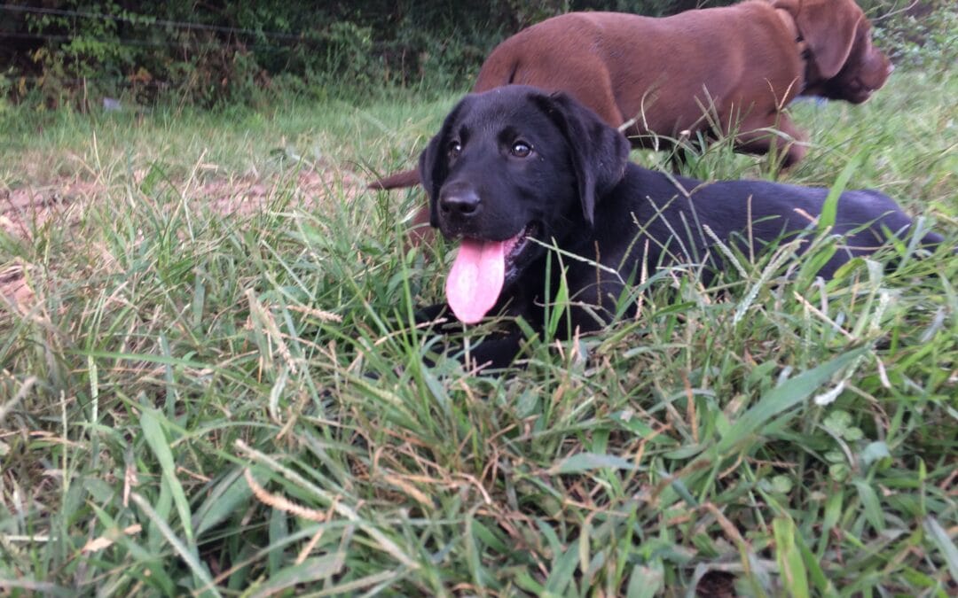 2 available labrador puppies!