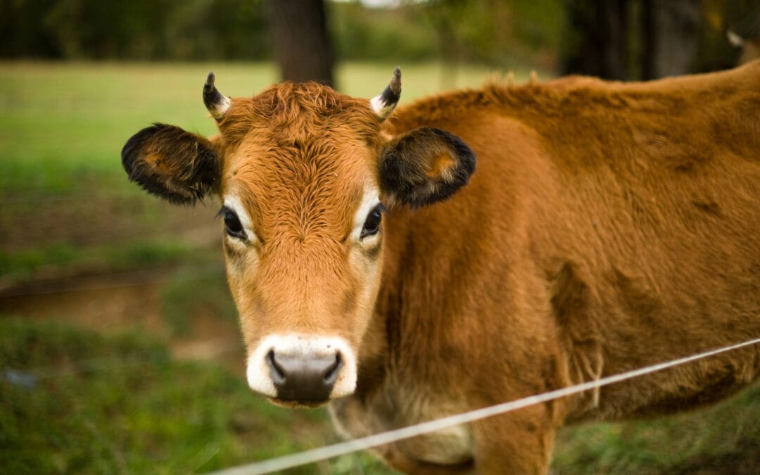 Herd Shares Available… the wait is over!