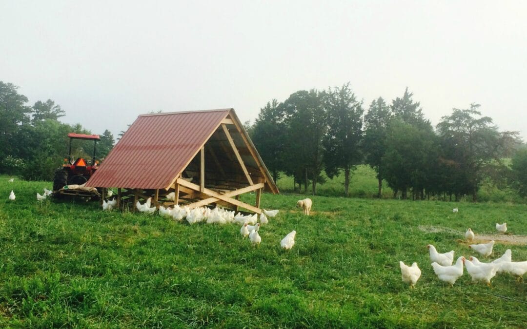 Chicken 2019