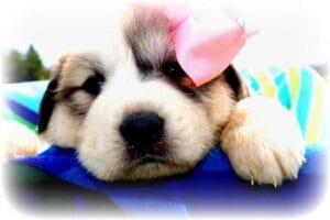 girl (Small)