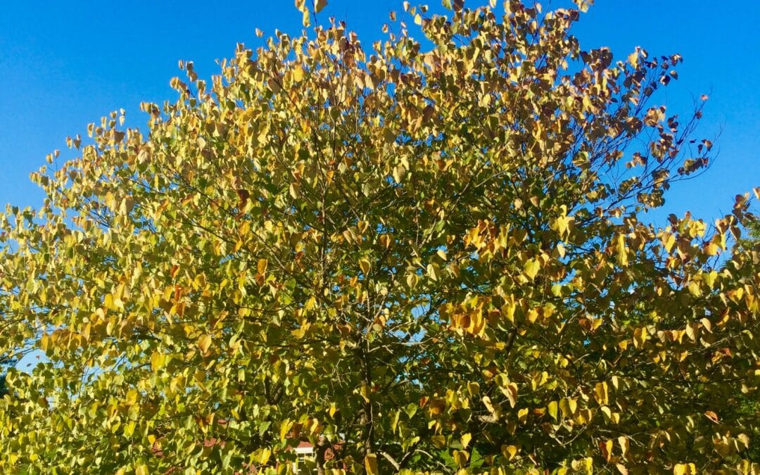 Farm Girl Note “Autumns Glory”