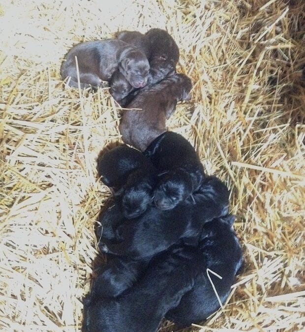 Labrador Retriever Puppies AKC: Spring 2017