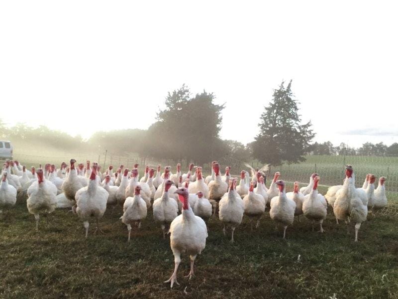 Only 22 days till Thanksgiving! Turkey Reservations available.