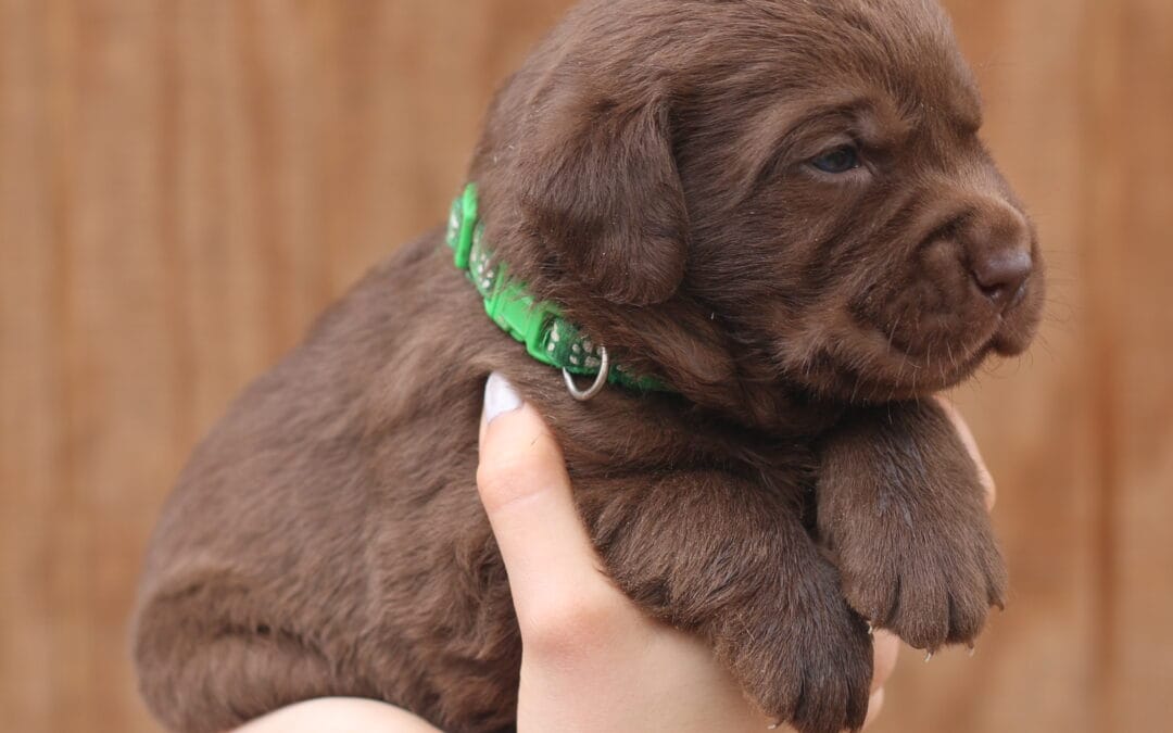 Chocolate Lab Puppies!