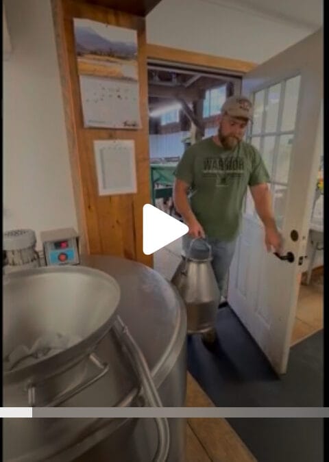 Dairy Operation Video